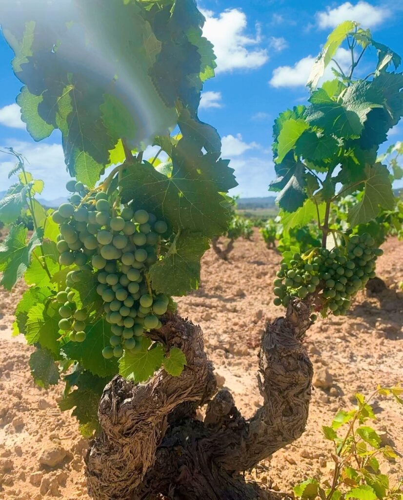 vins d’Alicante