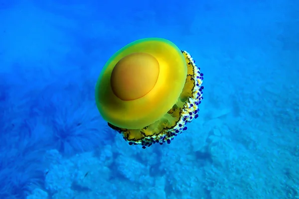 Animaux marins dangereux