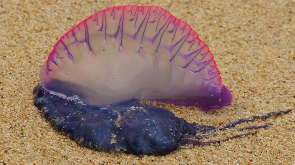 La carabelle portugaise (Physalia physalis)